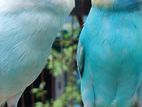 রানিং বাজরিগার/ Running Budgerigar