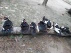 রানিং চিনা হাঁস বিক্রি