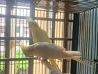 রানিং cockatiel বিক্রি করব