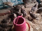 রানিং ডিম দেওয়া কোয়েল পাখি