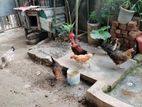 রানিং ডিম পাড়া দেশি মুরগি