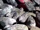 রানিং ডিম পাড়া কোয়েল পাখি