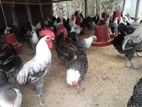 রানিং ডিম পাড়া মুরগি বিক্রয় করা হইবে