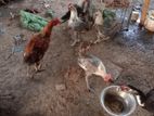 রানিং ডিম পাড়া ফাওমি মুরগি বিক্রয় করা হবে