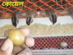 রানিং ডিম পাড়া ৫০ দিনের জাপানি কোয়েল