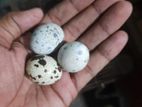 রানিং ডিম পাড়া কোয়েল পাখি