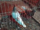 রানিং একজোড়া রেসার কবুতর বিক্রি হবে।।