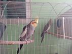 রানিং গ্রে মাস্টার পেয়ার