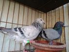 রানিং জোড়া আফসান