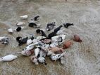 রানিং কবুতর বিক্রি করা হবে