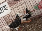 রানিং কবুতর