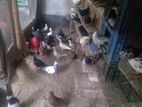 রানিং কবুতর