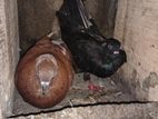 রানিং কবুতর সেল দিব