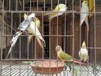 রানিং কোকাটেল ও কুনুর বিক্রি হবে।