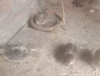 রানিং কোয়েল পাখি