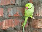 রানিং মেল রিংনেট