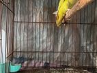love bird