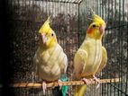 রানিং লোটিনো ককাটেল । Running Cockatiel