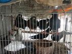 রানিং নর কবুতর বিক্রি করা হবে
