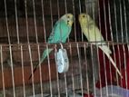 রানিং পাখি ডিম বাচ্চা নিয়ে বসে আছে
