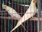রানিং পাখি