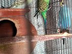 রানিং পেয়ার বাজিগার পাখি