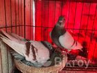 রানিং পেয়ার বিক্রি করা হবে