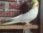 রানিং পেয়ার দুইটা বাচ্চা আছে