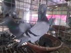 রানিং পেয়ার