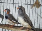 রানিং ফিঞ্চ পাখি বিক্রি ( ডিম-বাচ্চা করা )