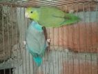 রানিং ফরপাস