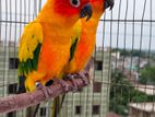 রানিং সানকুনূর