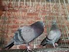 রানিং সবজি গিরিবাজ। ডিম/বাচ্চা গ্যারান্টি।