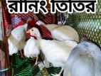 রানিং তিতির