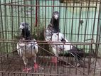 রানিং টেডি বাচ্চাসহ