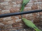 রানিং টিয়া ব্রিডিং পেয়ার