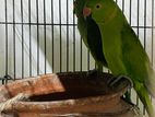 Rose-ringed Parakeet
