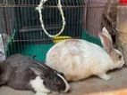 Rabbit 1 Jora
