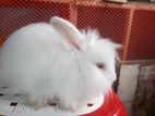 rabbit angora