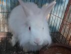 Rabbit angora