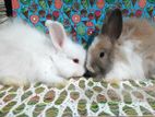 Rabbit sale