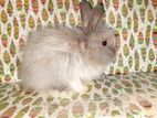 Rabbit for sell
