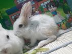 Rabbit for sell