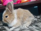 Rabbit for sell