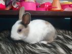 Rabbit for sell