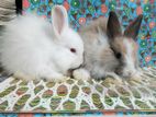 Rabbit