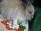 Rabbit