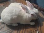 Rabbit For Sale
