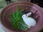 Rabbit for sell