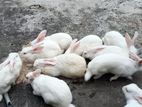 Rabbits sell